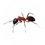 Ant Pest Control for Sevierville TN and Surrounding Areas