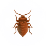Bed Bug Pest Control for Sevierville TN and Surrounding Areas