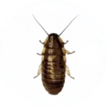 Cock Roach Pest Control for Sevierville TN and Surrounding Areas