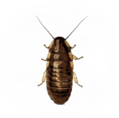Cock Roach Pest Control for Sevierville TN and Surrounding Areas