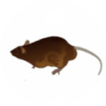 Rodent Pest Control for Sevierville TN and Surrounding Areas