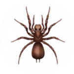 Spider Pest Control for Sevierville TN and Surrounding Areas