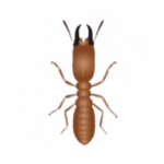Termite Pest Control for Sevierville TN and Surrounding Areas
