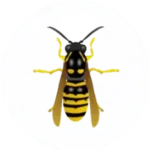 Bee and Wasp Pest Control for Sevierville,TN and Surrounding Areas