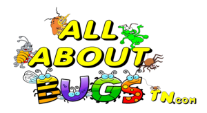 All About Bugs