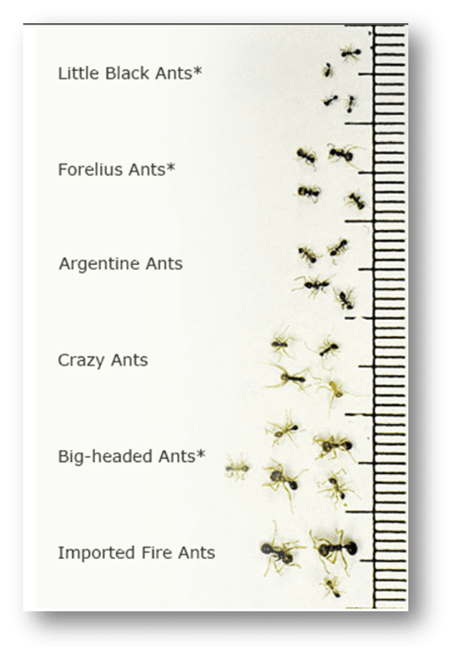 Imported-Fire-Ant-Look-Alikes-in-Sevierville-Tennessee