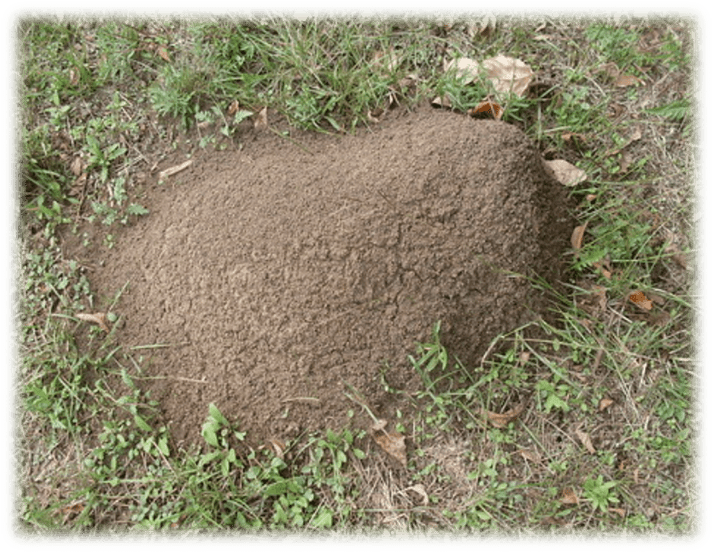 Imported-Fire-Ant-Mound-in-Sevierville-Tennessee