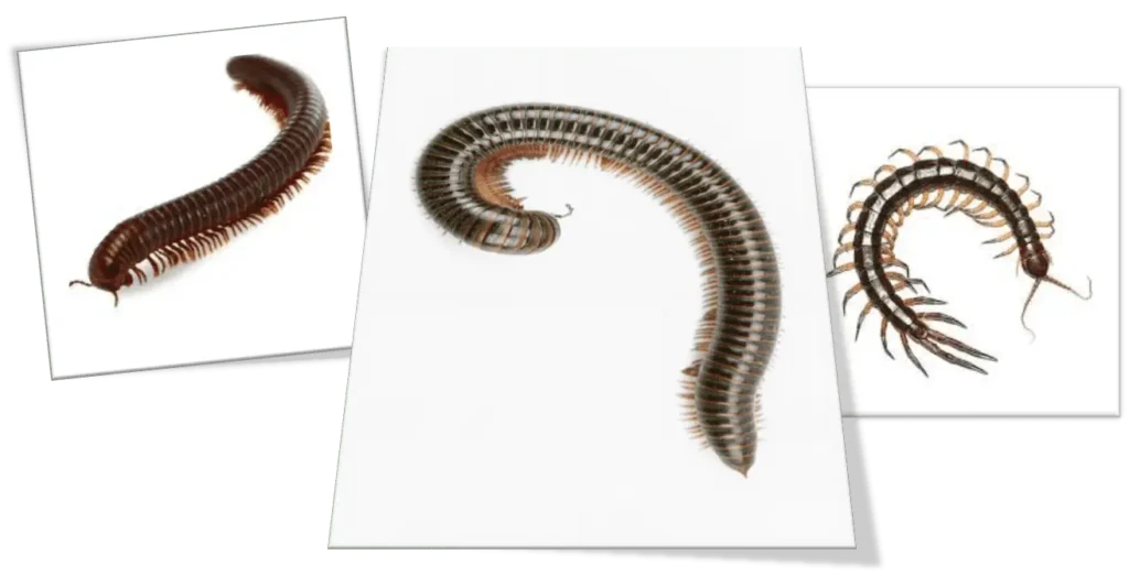 Why are Millipedes Invading My Property?