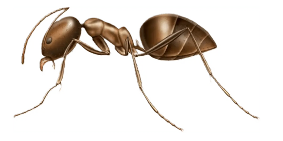 Pantry Invasive Ant and Common Ants in Sevierville and Eastern Tennessee