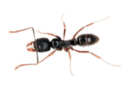Common Ants in Sevierville and Eastern Tennessee