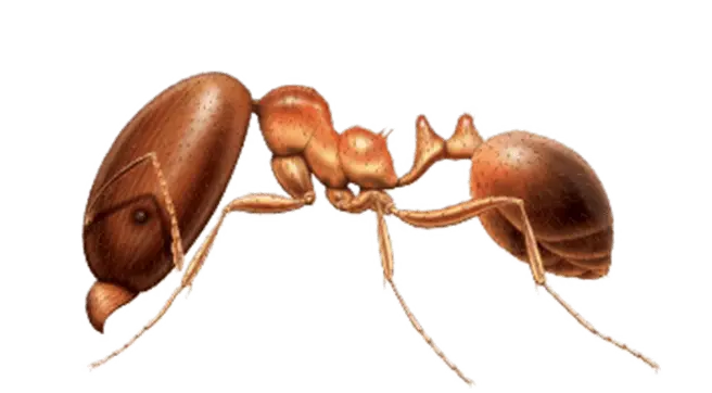 Common Ants in Sevierville and Eastern Tennessee