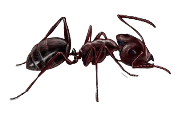 Common Ants in Sevierville and Eastern Tennessee
