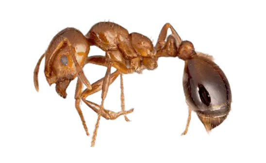 Common Ants in Sevierville and Eastern Tennessee