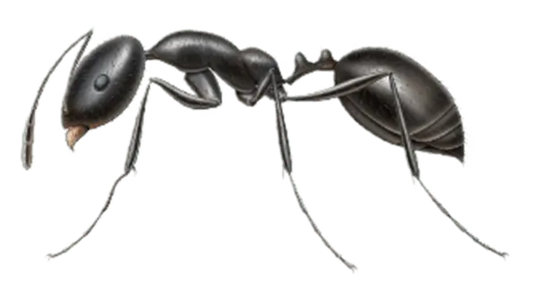 The Tiny Black Ant is a Pantry Invasive Ant and Common Ants in Sevierville and Eastern Tennessee