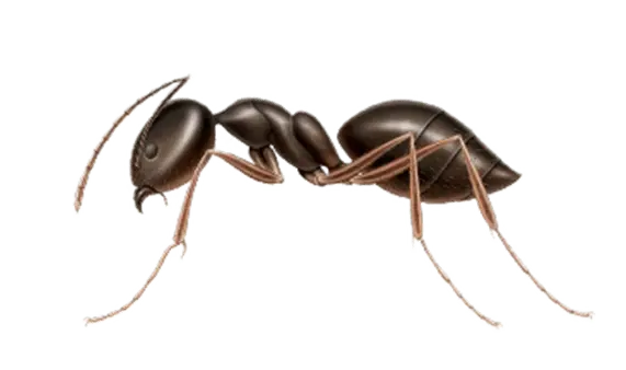 Common Ants in Sevierville and Eastern Tennessee