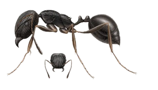 Common Ants in Sevierville and Eastern Tennessee