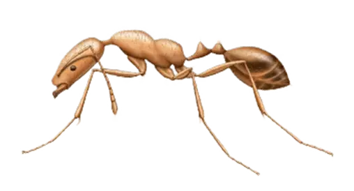 Common Ants in Sevierville and Eastern Tennessee
