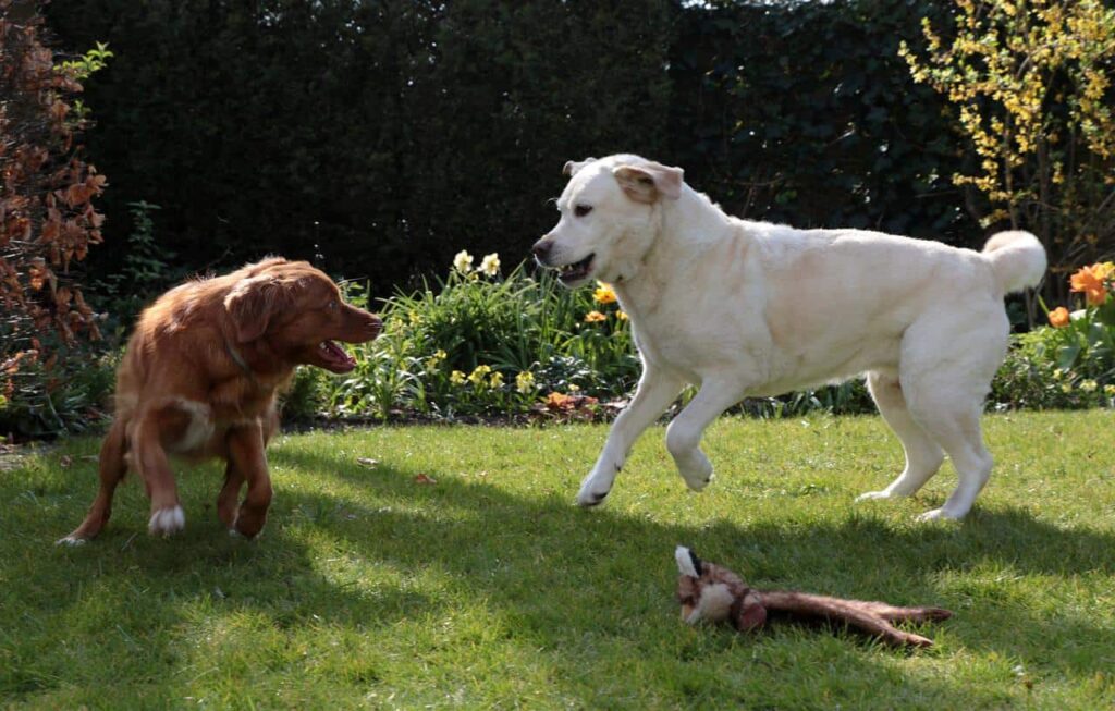 Pest Control Tips for Pet Owners in Sevierville, TN