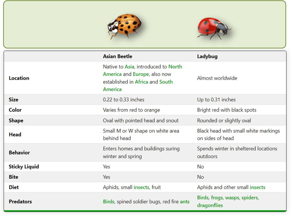 Common Fall Pests in Sevierville, TN