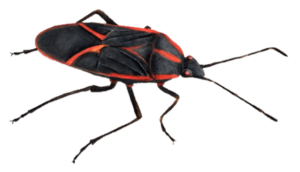 Common Fall Pests in Sevierville, TN