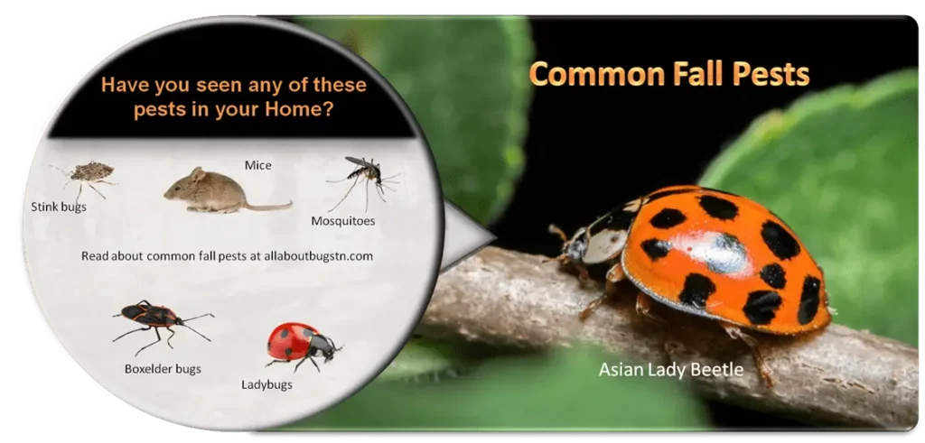 Common Fall Pests in Sevierville, TN