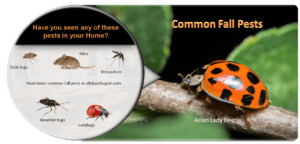 Common Fall Pests in Sevierville, TN