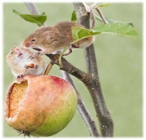 Common Fall Pests in Sevierville, TN