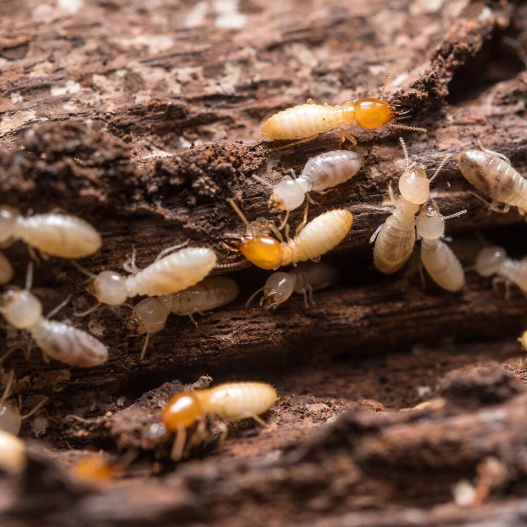 Subterranean Termites in Sevierville, TN