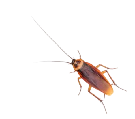 Pantry Invasive Cockroaches in Sevierville, TN