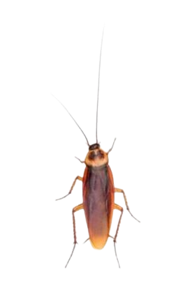American Cockroach Pest Control in Sevierville and Eastern TN
