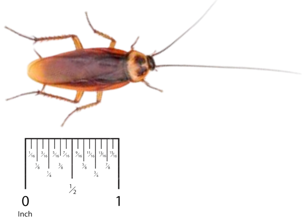 American Cockroach Pest Control in Sevierville and Eastern TN