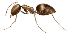 Argentine Ant Pest Control in Sevierville and Eastern TN