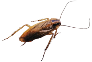 Pantry Invasive Cockroaches in Sevierville, TN