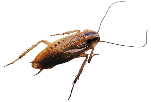 Pantry Invasive Cockroaches in Sevierville, TN