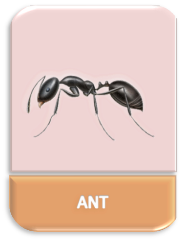 Ant