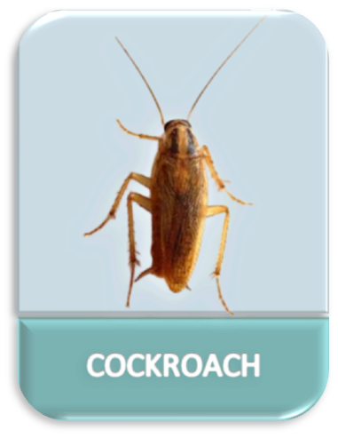 Cockroach