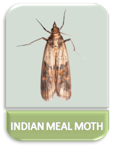 Indian Meal Moth