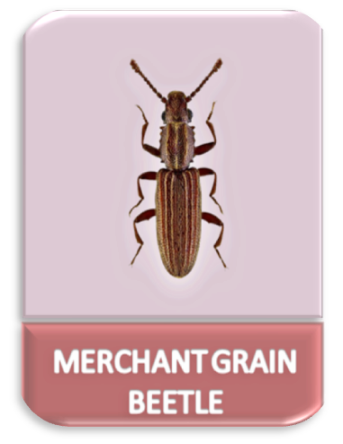 Common Pantry Pests in Sevierville, TN