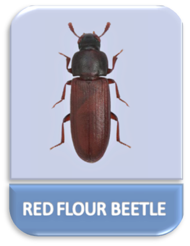 The Red Flour Beetle