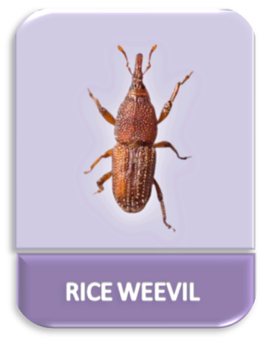 The Rice Weevil