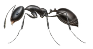 Little Black Ant Pest Control in Sevierville and Eastern TN