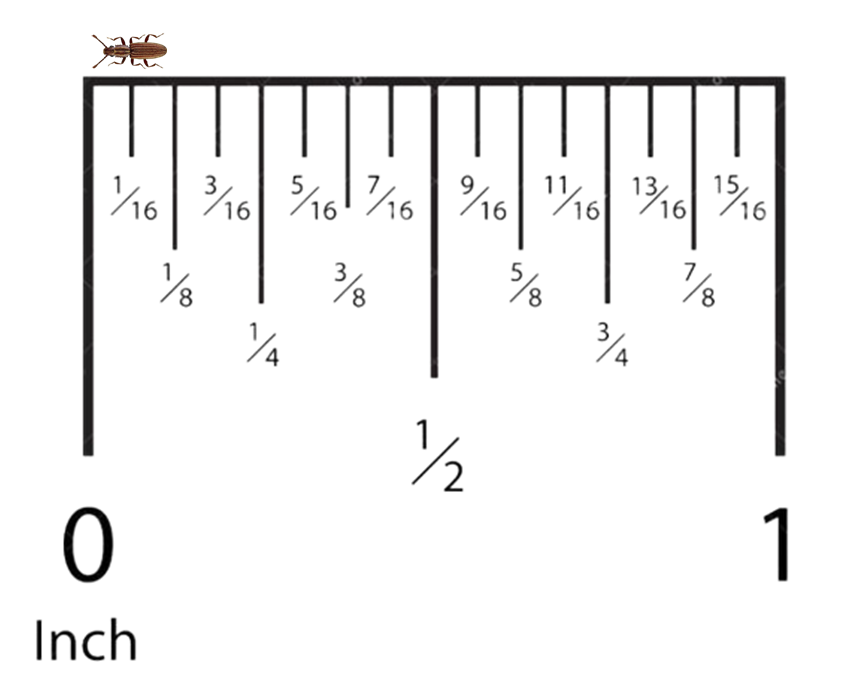 Merchant Grain Beetle, Common Pantry Pest in Sevierville, TN