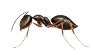 Odorous House Ant Pest Control in Sevierville and Eastern TN