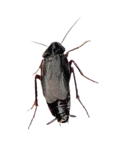 Oriental Cockroach Pest Control in Sevierville and Eastern TN