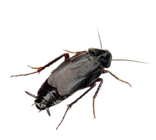 Pantry Invasive Cockroaches in Sevierville, TN