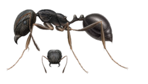 Pavement Ant Pest Control in Sevierville and Eastern TN