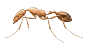 Pharaoh Ant Pest Control in Sevierville and Eastern TN