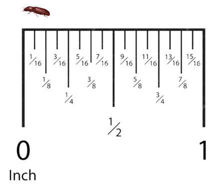 Red Flour Beetle Actual Size