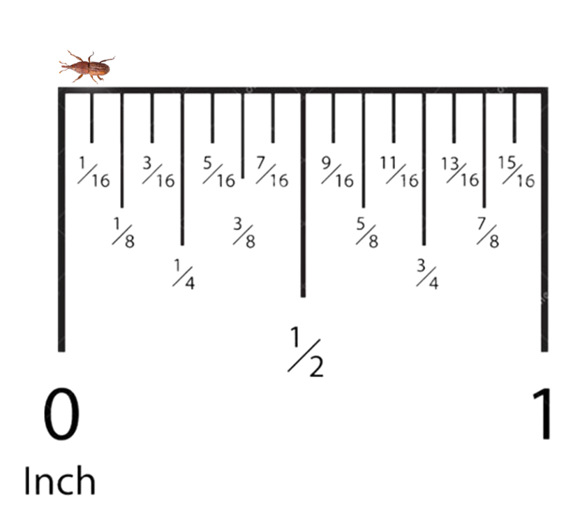 Rice Weevil Actual Size