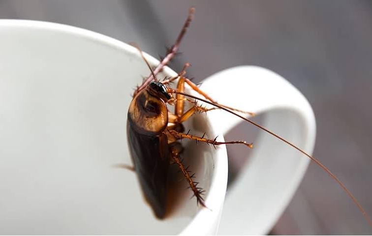 Roaches in Sevierville, TN